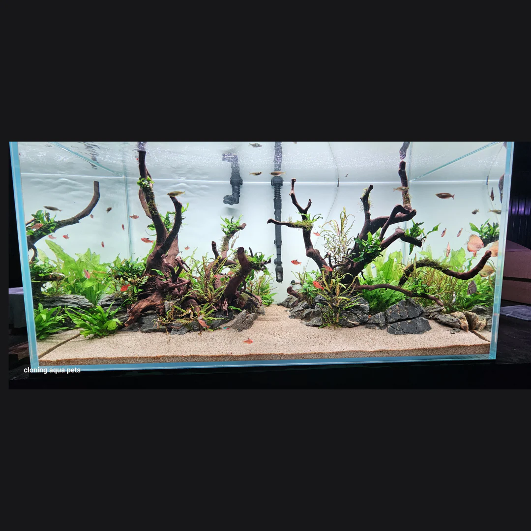 4 Feet Ultra Clear Open Tank