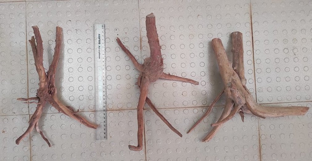 Drift wood /Aquascaping wood (large size)