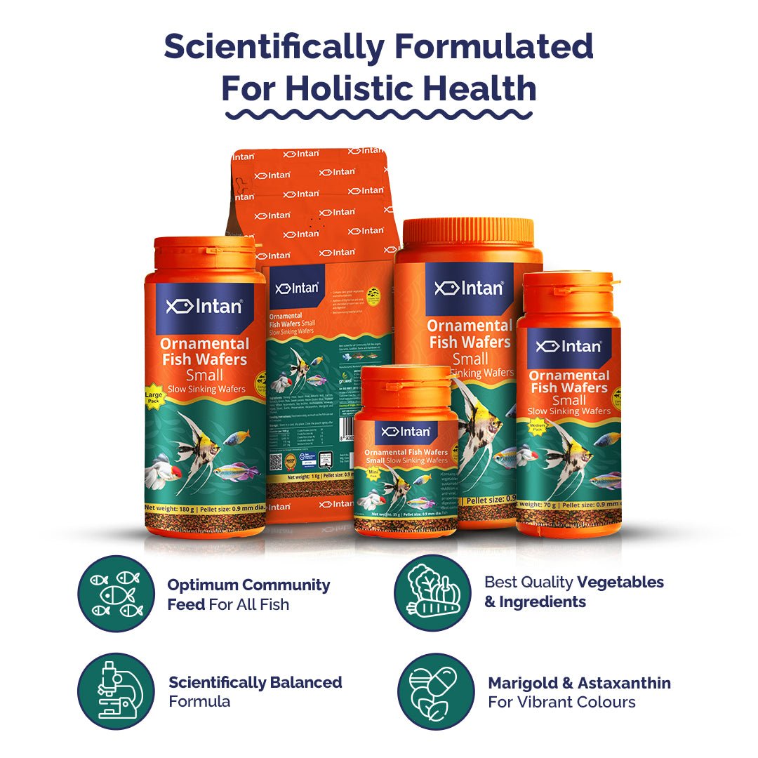 Intan Ornamental Fish Wafers - Small | Slow Sinking Fish Food